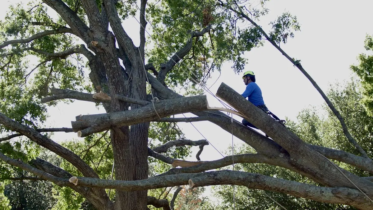 Professional Crown Thinning performed by certified arborists in Mamers